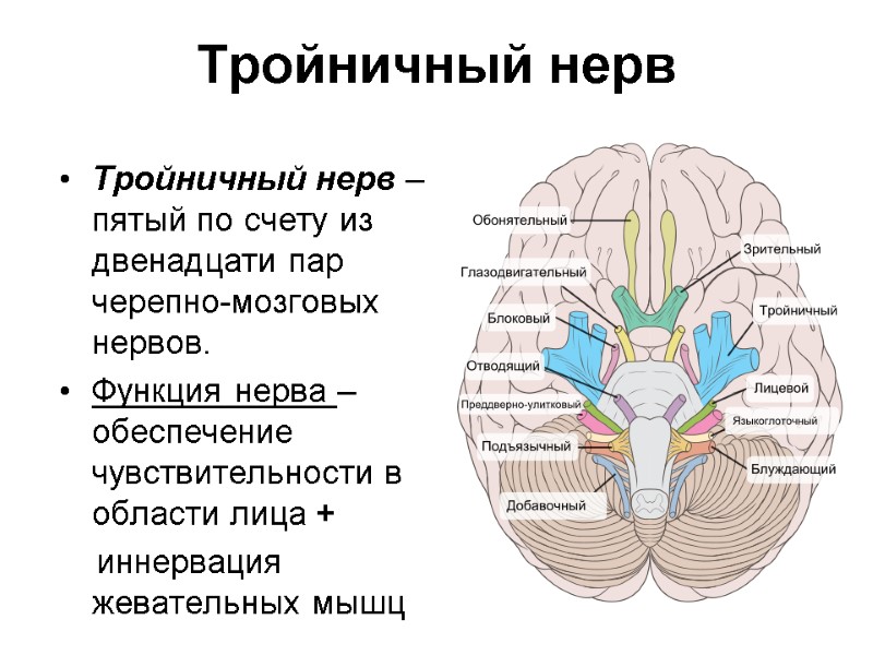 Тройничный нерв  Тройничный нерв – пятый по счету из двенадцати пар черепно-мозговых нервов.